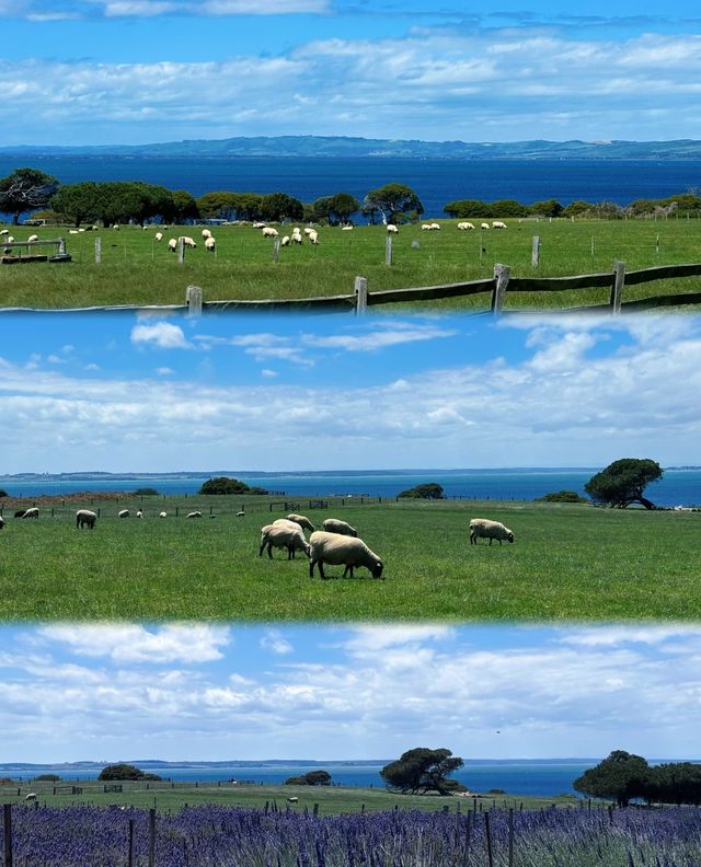 菲利普島攻略|沒有小火車的企鵝島更chill!一日遊 菲利普島攻略|沒有小火車的企鵝島更chill!一日遊