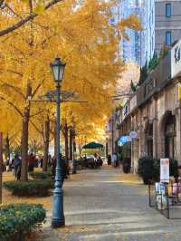 12.9live黃金城道銀杏實拍