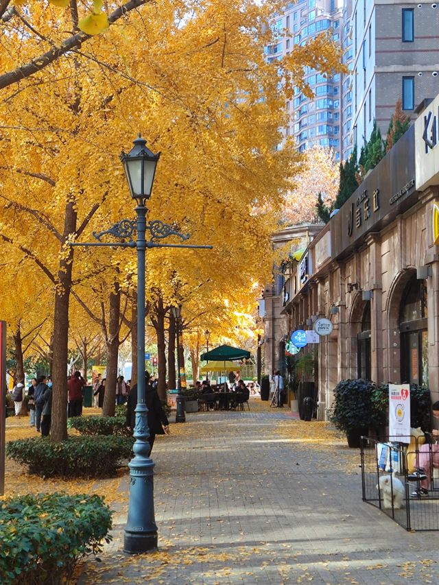 12.9live黃金城道銀杏實拍