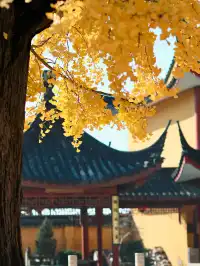 都給我衝，上海賞秋怎能少了這顆千年古銀杏