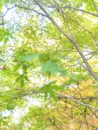 11.29日棲霞山實拍