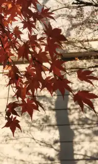 Live全屏打開最美楓葉神樹錯過等明年