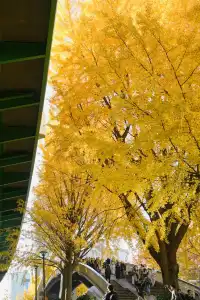 高架橋取景框裡的金色銀杏