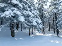 12月秦嶺冷杉攻略雪裹銀杉的冬日童話