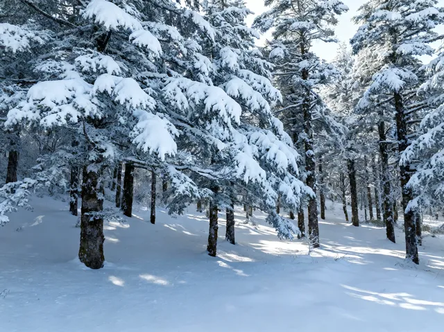 12月秦嶺冷杉攻略雪裹銀杉的冬日童話