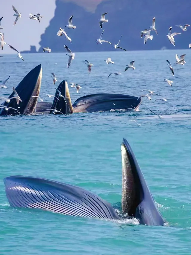 帶娃去25°C潿洲島追鯨！真的比悉尼還震撼