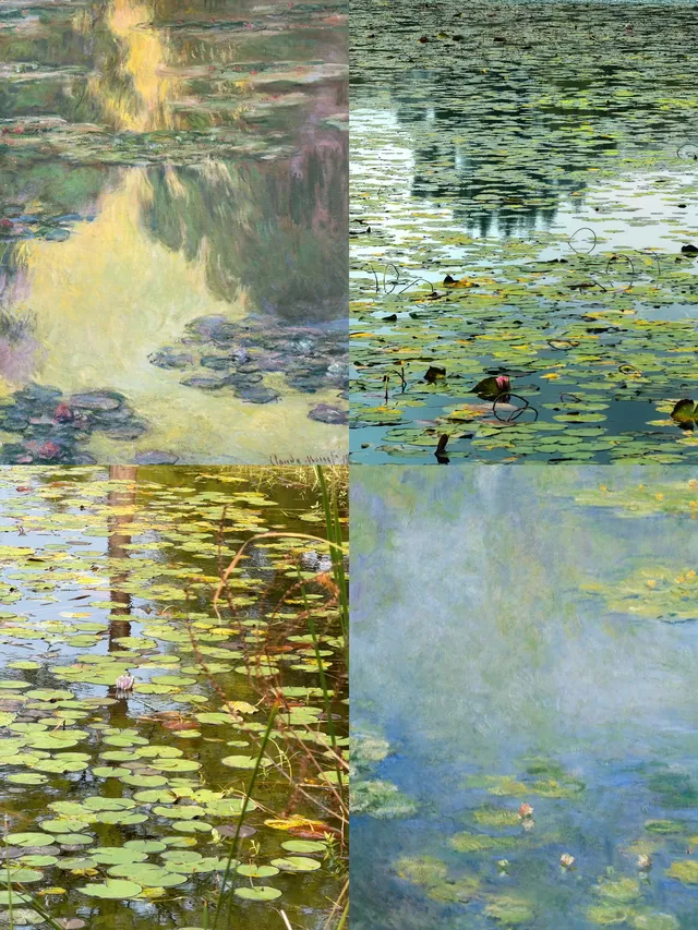 我在南京拍到了莫奈的睡蓮,想看看你拍的 我在南京拍到了莫奈的睡蓮,想看看你拍的