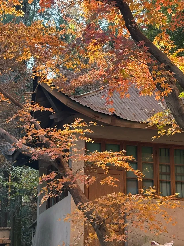 莫干山紅色氛圍已拉滿，趕緊衝！！