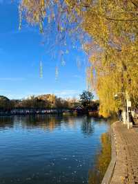 冬日限定！昆明翠湖與紅嘴鷗的浪漫邂逅