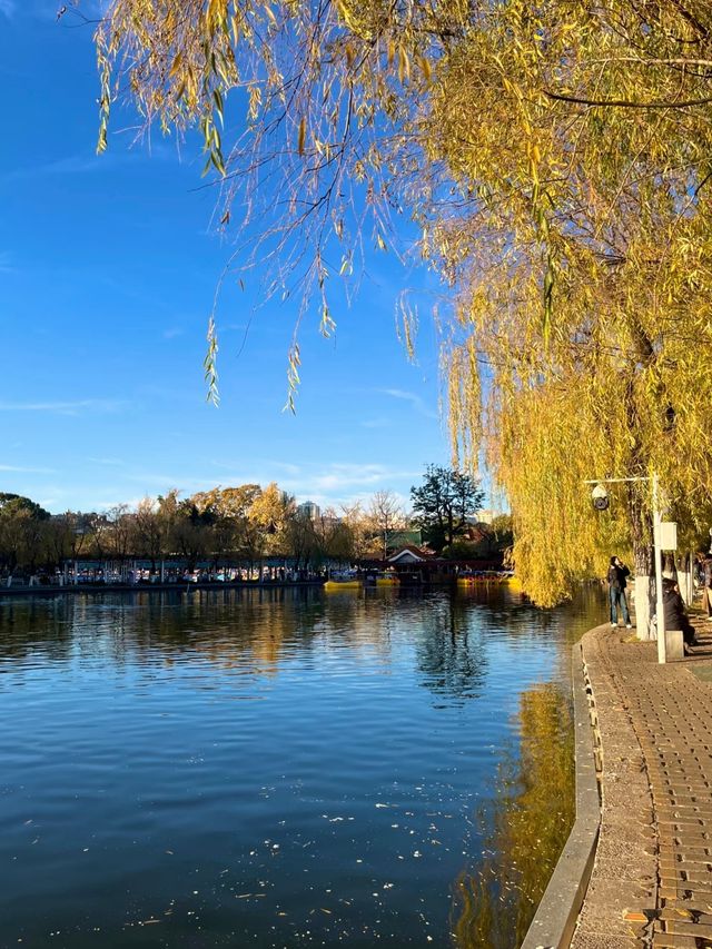 冬日限定！昆明翠湖與紅嘴鷗的浪漫邂逅