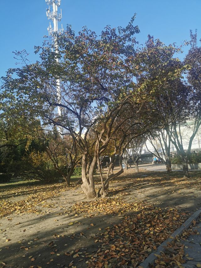天津中山公園｜秋日限定的金色童話世界  落日銀杏+古建長廊！隨手拍都是電影感大片   天津秋日頂流