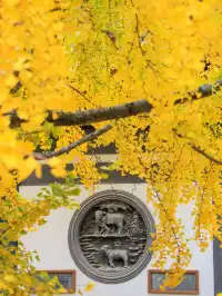 12.5實拍！真如寺銀杏，元代古剎小眾賞秋！