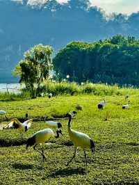 打卡肇慶丹頂鶴生態園