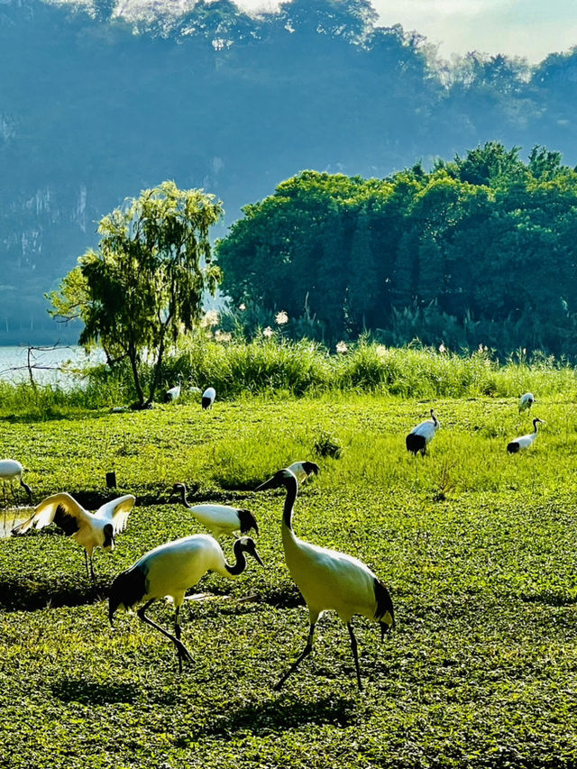 打卡肇慶丹頂鶴生態園
