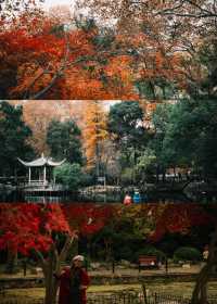 魯迅公園的秋日啟示:「生命暫停鍵」 金黃的銀杏葉像撒了一地碎金,紅楓則像一團團燃燒的火焰, 陽光