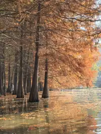 愛上金陵的秋(五)