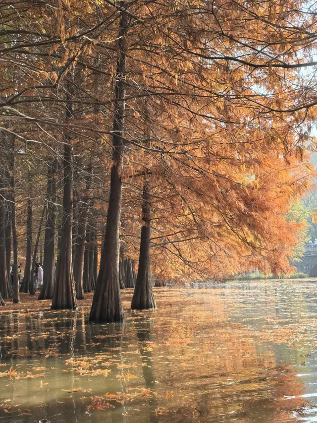 愛上金陵的秋(五) 愛上金陵的秋(五)