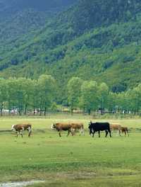 美得不像話雲南麗江也有自己的阿勒泰