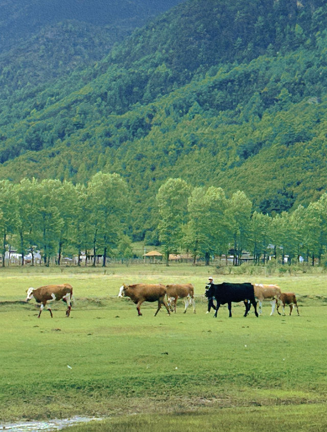 美得不像話雲南麗江也有自己的阿勒泰 美得不像話雲南麗江也有自己的阿勒泰