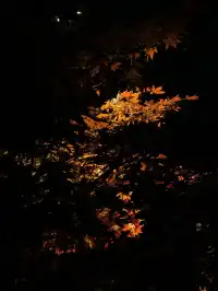 南京的梧桐項鍊 是我這輩子都夠不到的浪漫