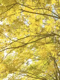 長沙賞秋超全攻略|看萬山紅遍,層林盡染