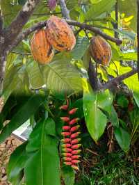 萬寧不止有海|闖入740畝熱帶植物王國