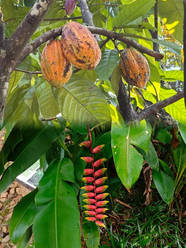 萬寧不止有海|闖入740畝熱帶植物王國 萬寧不止有海|闖入740畝熱帶植物王國