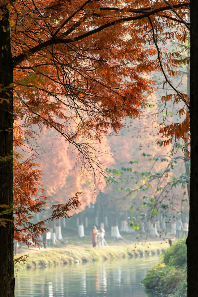 成都昇仙湖公園|晨霧下的水杉林是那麼的夢幻 成都昇仙湖公園|晨霧下的水杉林是那麼的夢幻