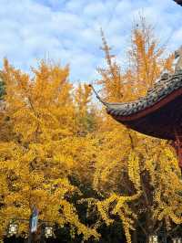 義烏開臣K酒店丨賞繡湖限定紅葉銀杏