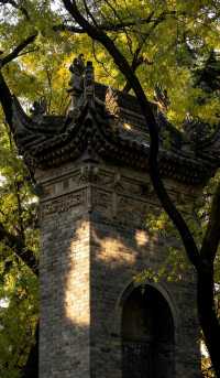 銀杏與古建邂逅