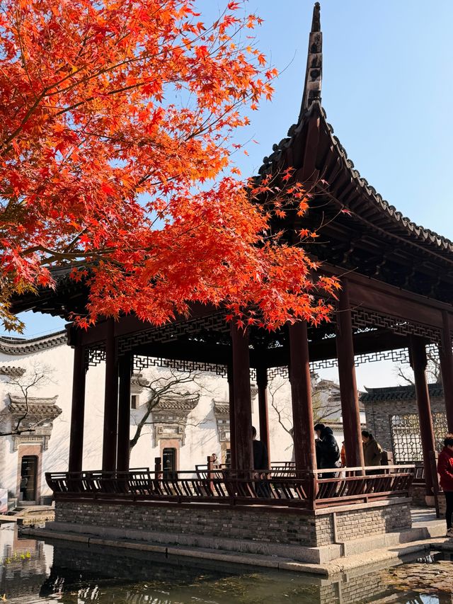 上海水下5000年｜廣富林紅楓，染透千年秋韻