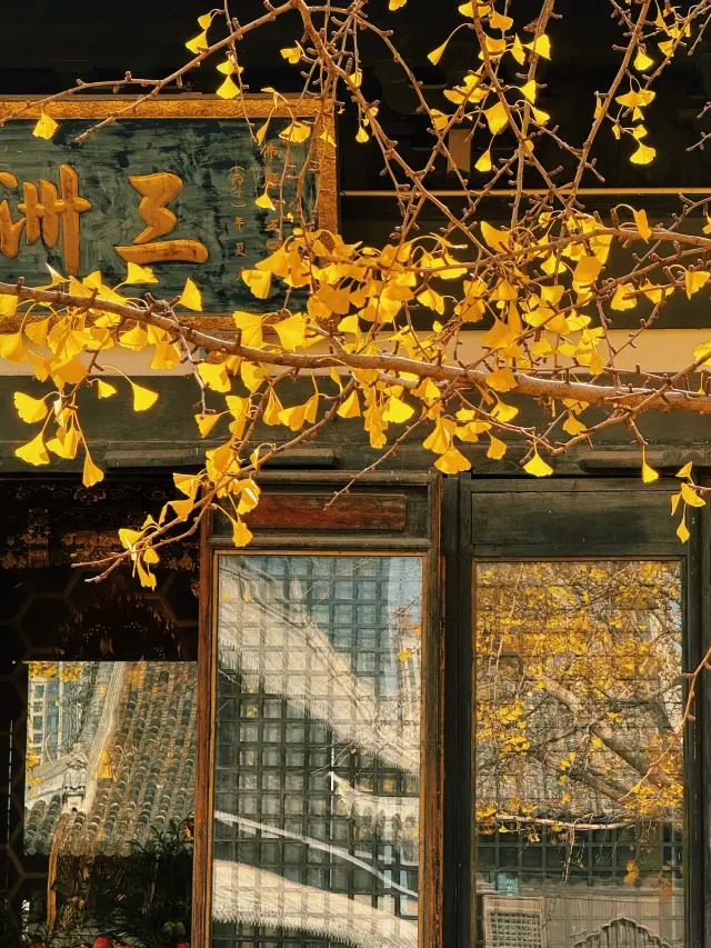 Ancient Shanghai Temple Autumn Viewing Guide: Countdown to the Ginkgo at Zhenru Temple