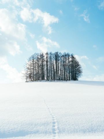 ทุ่งหิมะบริสุทธิ์ของบิเอะ ดินแดนมหัศจรรย์แห่งฤดูหนาวในฮอกไกโด สวยงามตระการตาอย่างแท้จริง!