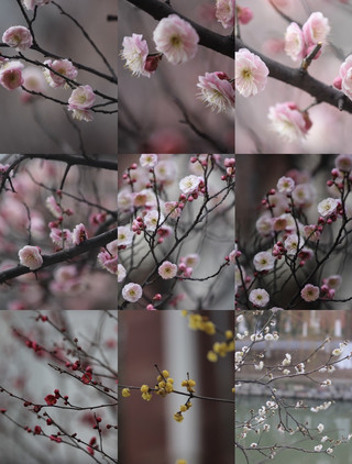 Winter is ending, spring is on the horizon, and the pink blossoms on the branches are a tender message to the world 🌸🌿
The chill in the wind is gradually softening, and the pink plum blossoms on the branches are writing love letters in the warm sunshine, while...