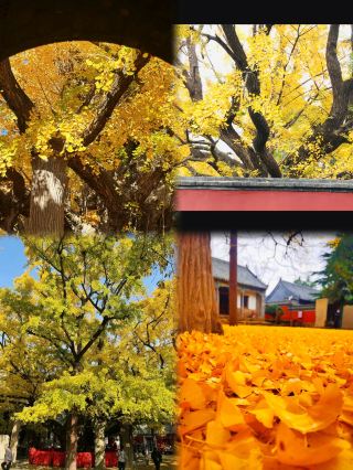 這座山太有氛圍感了！遠看滿山都是人，走近才發現全是石像
