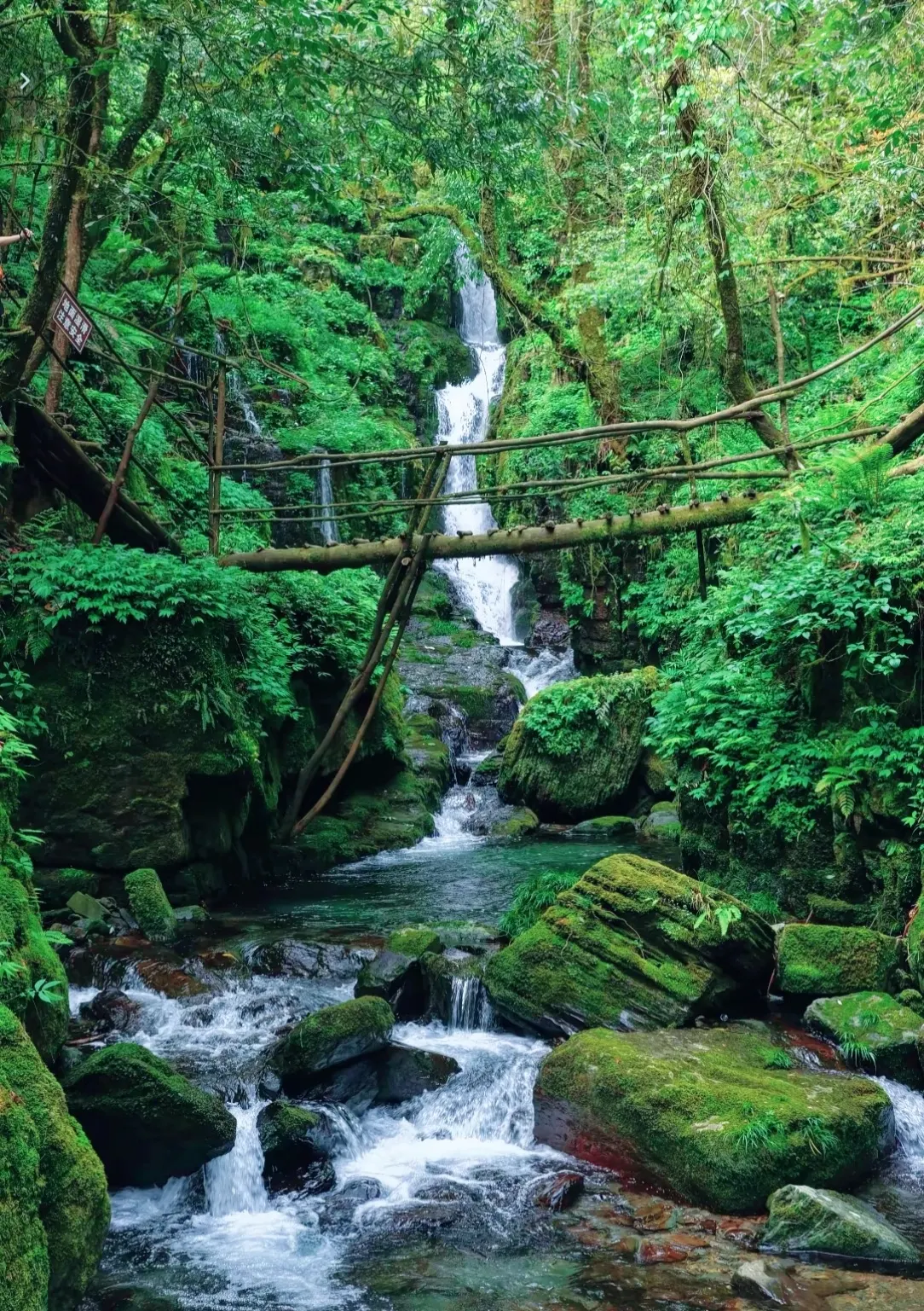 Enshi's Enchanted Forest