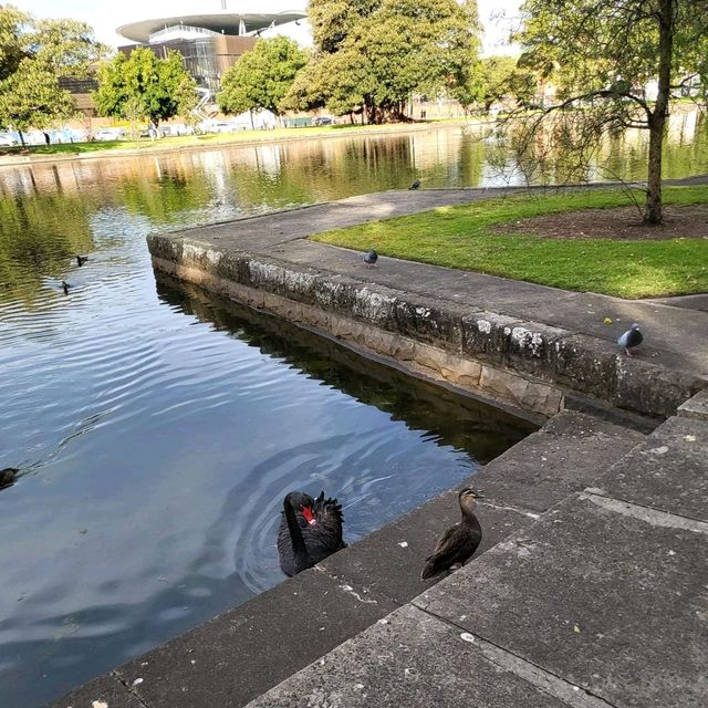 悉尼市區最大既公園～Centennial Park