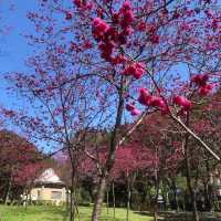 長庚養生文化村（有隱藏版櫻花木棧道八重櫻）