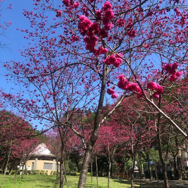 長庚養生文化村（有隱藏版櫻花木棧道八重櫻）