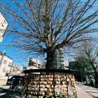 招財貓的發源地：淺草「今戶神社」無論是單身或是戀愛升溫也要一段好姻緣吧！