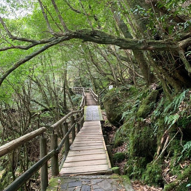 Hiking through the trail of Yakushima Island 