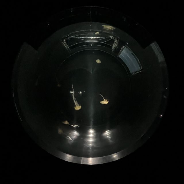 【大阪】関西屈指の巨大水族館🐠海遊館