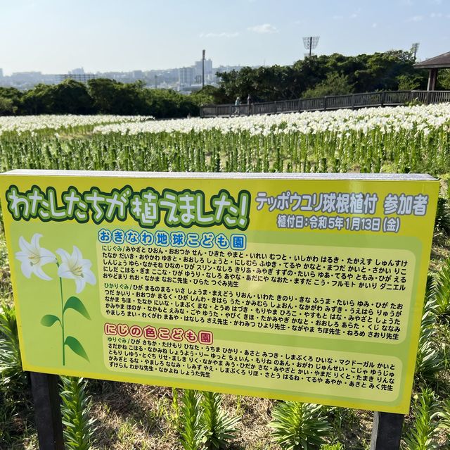 #沖繩百合花祭 #花期係❓#免費入場 #而家開咗3分2啦  #百合花田海 #沖繩自駕遊 #沖繩親子行程 #駐站作家 