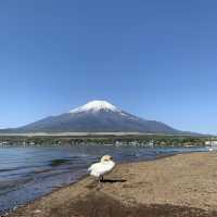 Best view of Mt. Fuji without the tourist