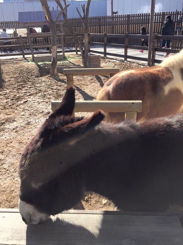 親子遊推薦😚一山韓華水族館❤️小朋友最愛景點