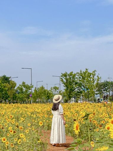 메이와 함께 세종시 해바라기 여행🌻💛