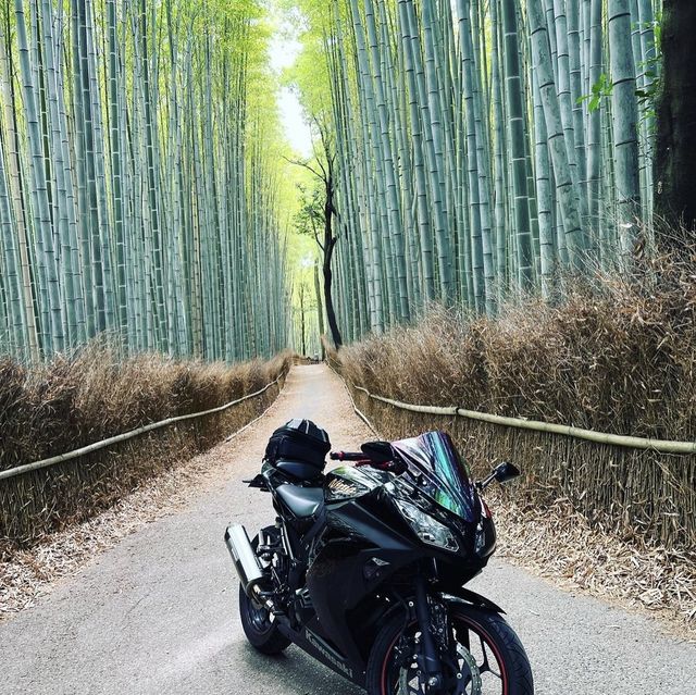 竹林の小径