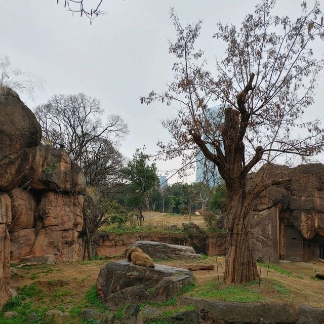 入場料 大人500円！大満足 天王寺動物園