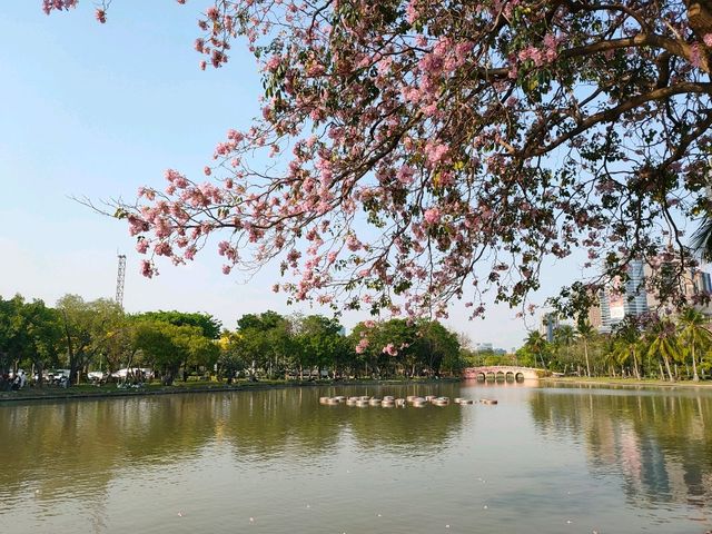 ชมพู่พันธุ์สวนจตุจักร