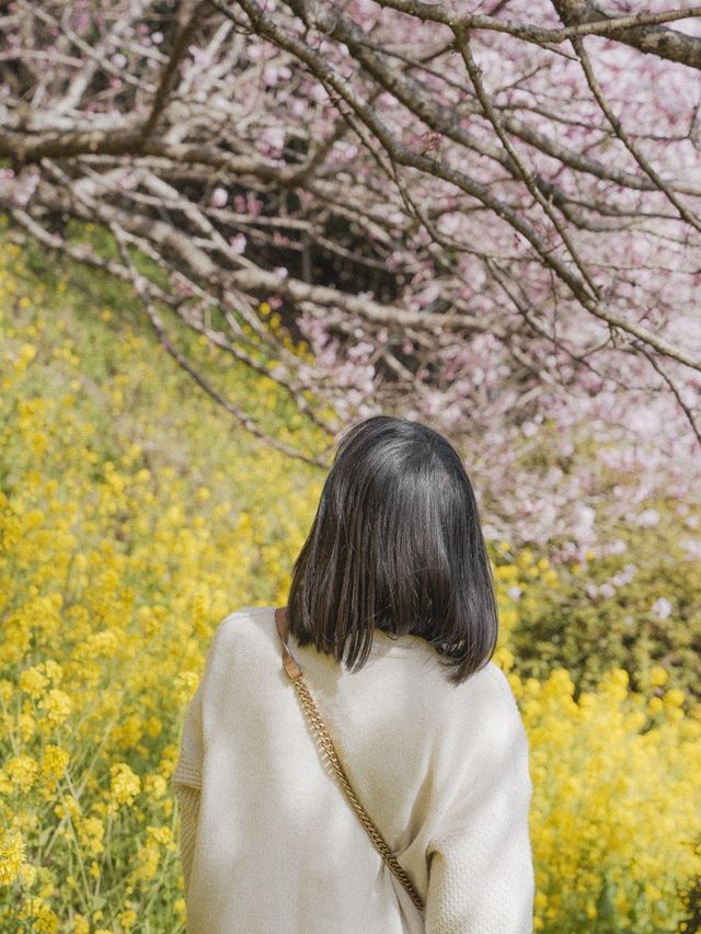 Spring in Japan🌸 Aguri Park Sagayamaen ✨